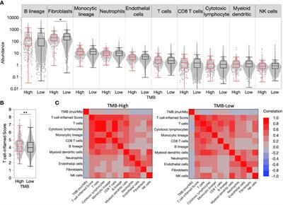 Concurrent predictors of an immune responsive tumor microenvironment within tumor mutational burden-high breast cancer